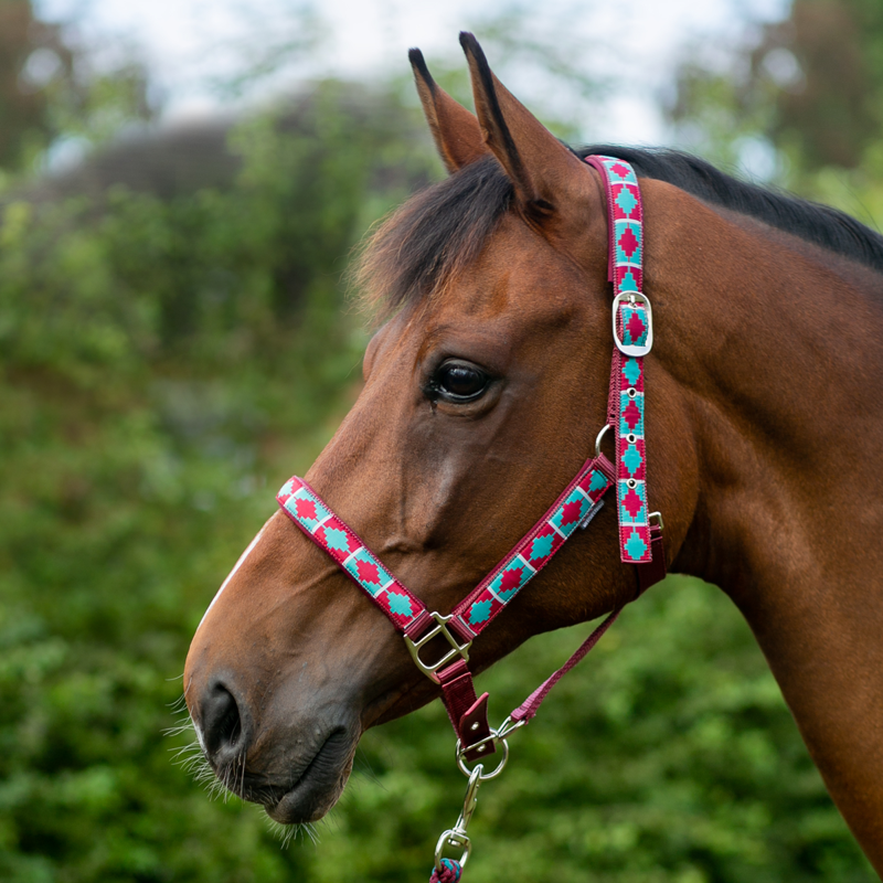 Hy Equestrian Woven Polo Headcollar and Leadrope - Aqua/Fig-1